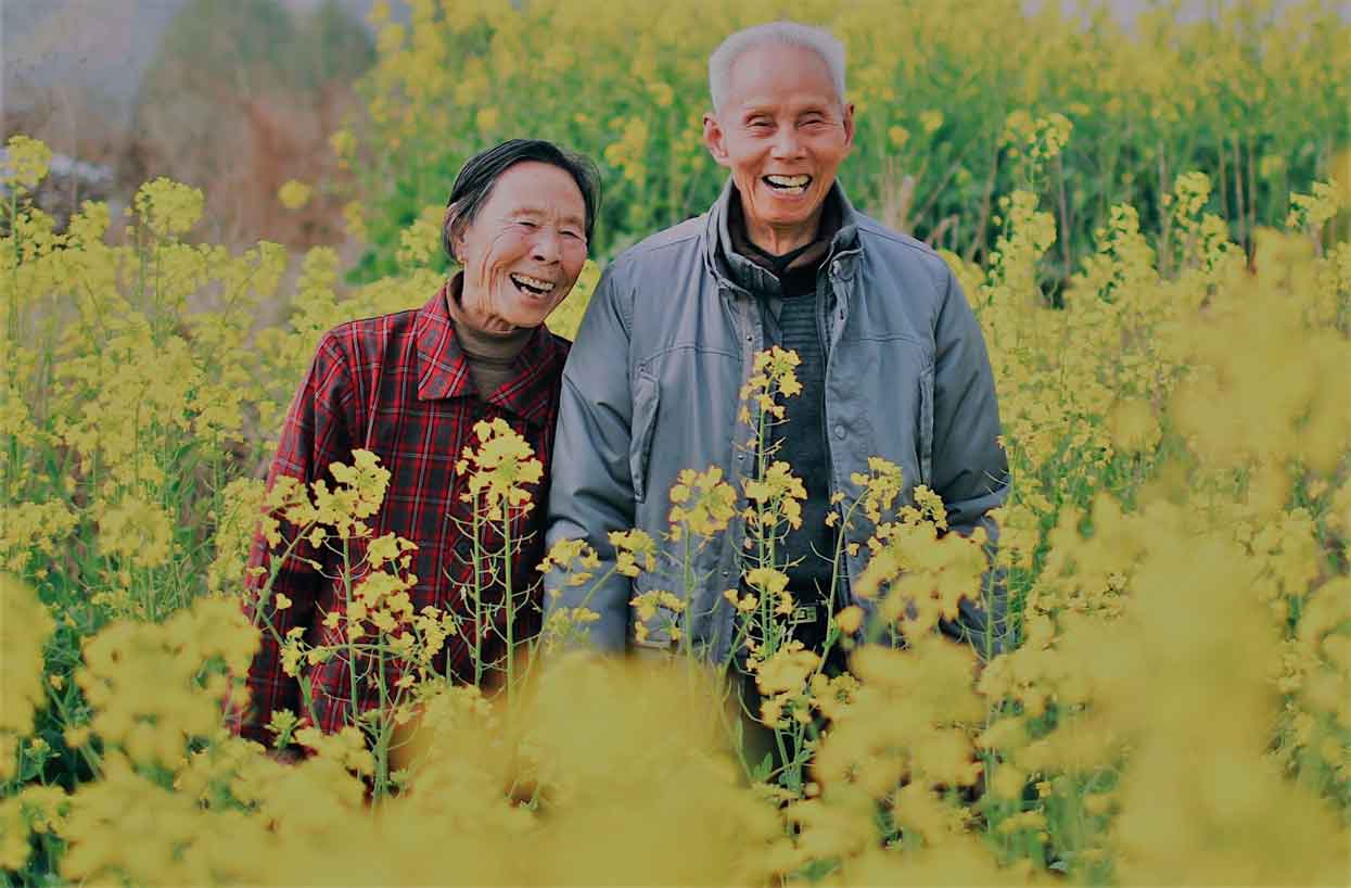 A photo of a Chinese elderly couple standing in a field of yellow flowers